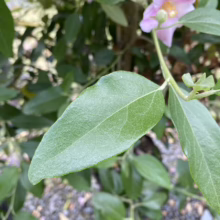 Close-up of a pink flower and textured green leaves on a Texas silverleaf plant. The leaves have a silvery sheen, adding to the plant's unique beauty.