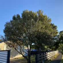 A lush, mature tree with silvery-green leaves stands proudly in a front yard, casting dappled sunlight on the lawn. A dark wooden fence and a glimpse of a blue car add depth to the suburban scene.