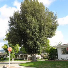 Large, mature tree with dense green foliage dominates a suburban street corner. A red stop sign stands nearby, with houses and green lawns visible in the background under a bright blue sky.