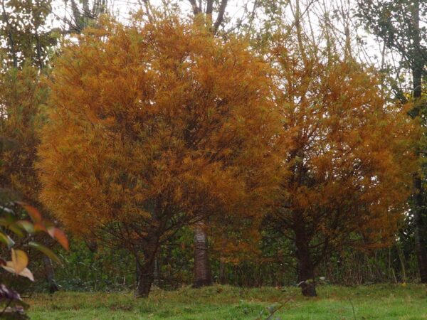 <i>Larix kaempferi</i> - Image 2