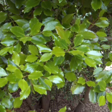 Lush green foliage of Chinese Holly, showcasing its glossy, spiky leaves. A vibrant close-up highlighting the plant's texture and color.