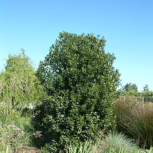 Lush green holly bush stands tall in a garden setting under a clear blue sky. Various plants and grasses surround the bush, adding texture and depth to the landscape.