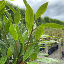 Close-up of vibrant green bay laurel leaves glistening with raindrops at a plant nursery. Rows of potted trees extend into the background under a cloudy sky.