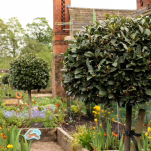 Topiary bay laurel trees in a vibrant garden setting. Colorful flowers bloom alongside raised garden beds, with a brick building in the background. A "Rabbit" sign adds a whimsical touch.