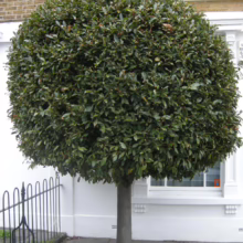 A perfectly round bay laurel tree, meticulously shaped, stands in front of a white building with black iron fencing. The tree's dense green foliage contrasts with the building's clean lines.