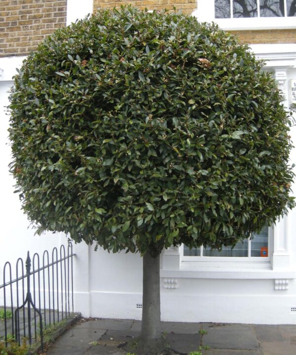 <i>Laurus nobilis</i> - Image 5