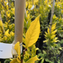 Golden leaf of an 'Emerald n' Gold' Euonymus shrub, showcasing its vibrant color and texture. Tag is visible with "Em" on it.