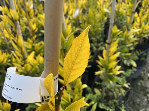 <i>Laurus nobilis</i> 'BayGold' - Image 3