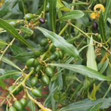 Green berries on a plant with long leaves in a garden