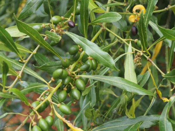 <i>Laurus nobilis</i> f. <i>angustifolia</i> - Image 2