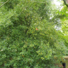 Lush green willow tree with dense foliage filling the frame. A small black dog stands at the base of the tree, adding a sense of scale to the natural scene.