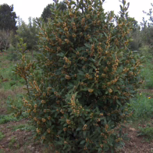Flowering bay laurel shrub in full bloom. Glossy green leaves contrast with the clusters of small yellow flowers. The shrub stands prominently in a garden setting.