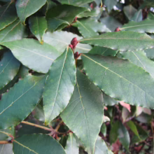 Glossy, green bay laurel leaves fill the frame, showcasing their pointed oval shape and prominent veins. Reddish-brown stems add contrast to the lush foliage. Aromatic bay leaves, ready for culinary use.