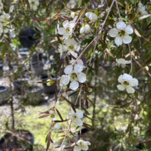 Leptospermum nitidum ‘Copper Sheen’ (Shiny Tea Tree) flowers.