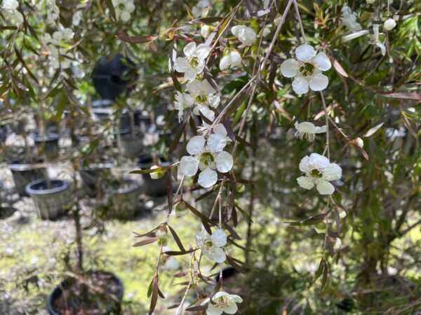 <i>Leptospermum nitidum</i> 'Copper Sheen' - Image 2