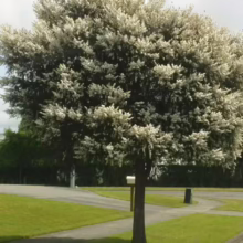 Leptospermum nitidum ‘Copper Sheen’ (Shiny Tea Tree) in flower.