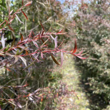 Leptospermum nitidum ‘Copper Sheen’ (Shiny Tea Tree) red foliage.