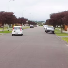 Leptospermum nitidum ‘Copper Sheen’ (Shiny Tea Tree) as street trees.
