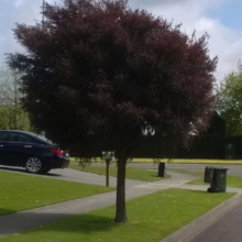 Leptospermum nitidum ‘Copper Sheen’ (Shiny Tea Tree) outside a house.