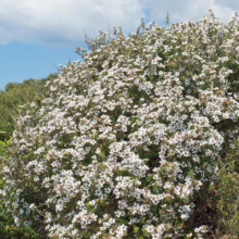 Leptospermum scoparium (Mānuka) smothered in flowers.
