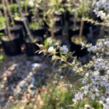 Leptospermum scoparium (Mānuka) branch.