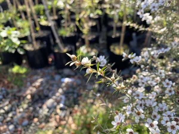 <i>Leptospermum scoparium</i> - Image 4