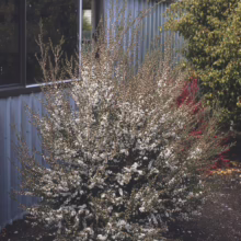 Leptospermum scoparium (Mānuka) plant.