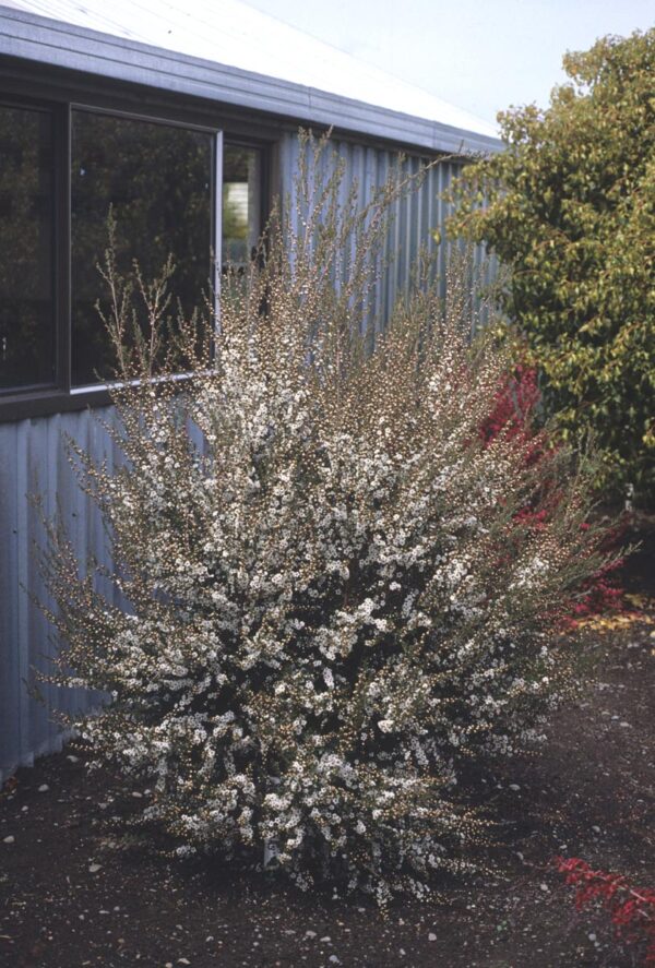 <i>Leptospermum scoparium</i> - Image 5