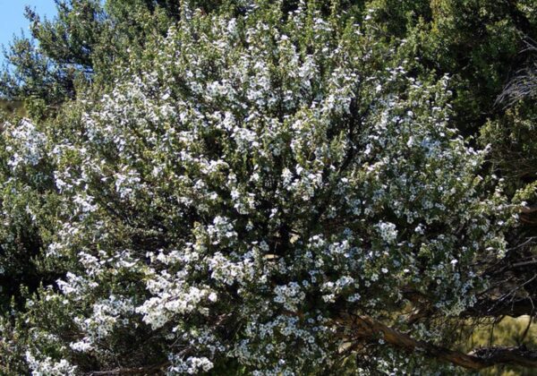 <i>Leptospermum scoparium</i>