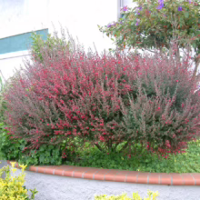 Leptospermum scoparium ‘Burgundy Queen’ (Mānuka) bush.