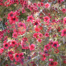 Leptospermum scoparium ‘Burgundy Queen’ (Mānuka) flowers.