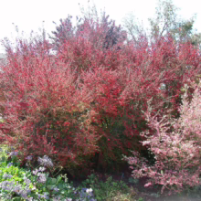 Leptospermum scoparium ‘Burgundy Queen’ (Mānuka) large plant