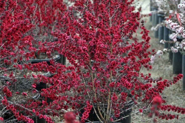 <i>Leptospermum scoparium</i> 'Burgundy Queen'