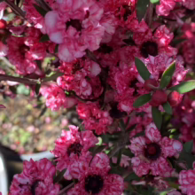 Leptospermum scoparium ‘Coral Candy’ (Mānuka) flowers.