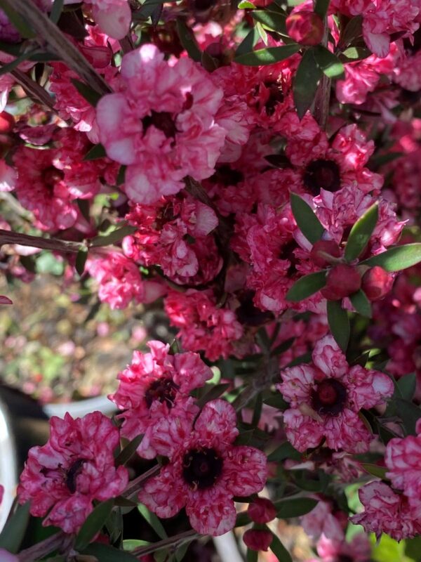 <i>Leptospermum scoparium</i> 'Coral Candy' - Image 2