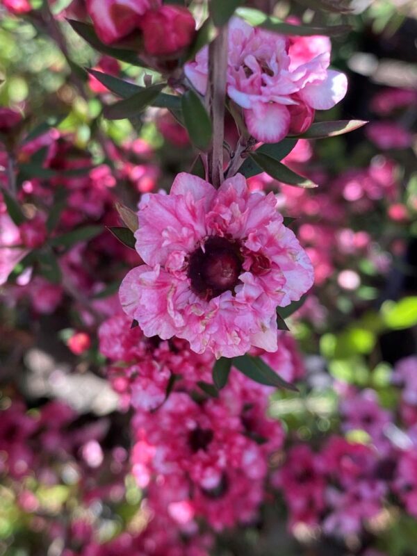 <i>Leptospermum scoparium</i> 'Coral Candy'