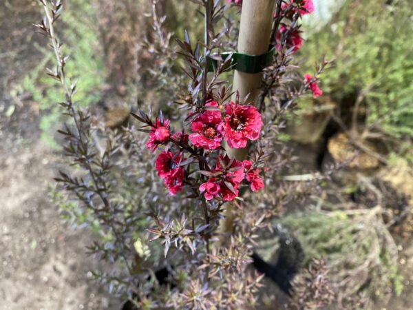 <i>Leptospermum scoparium</i> 'Crimson Glory' - Image 2