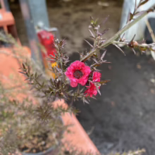 Leptospermum scoparium 'Crimson Glory' (Mānuka) flower.
