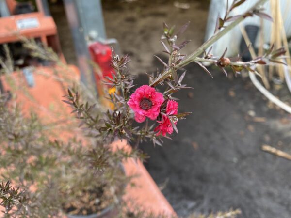 <i>Leptospermum scoparium</i> 'Crimson Glory' - Image 3