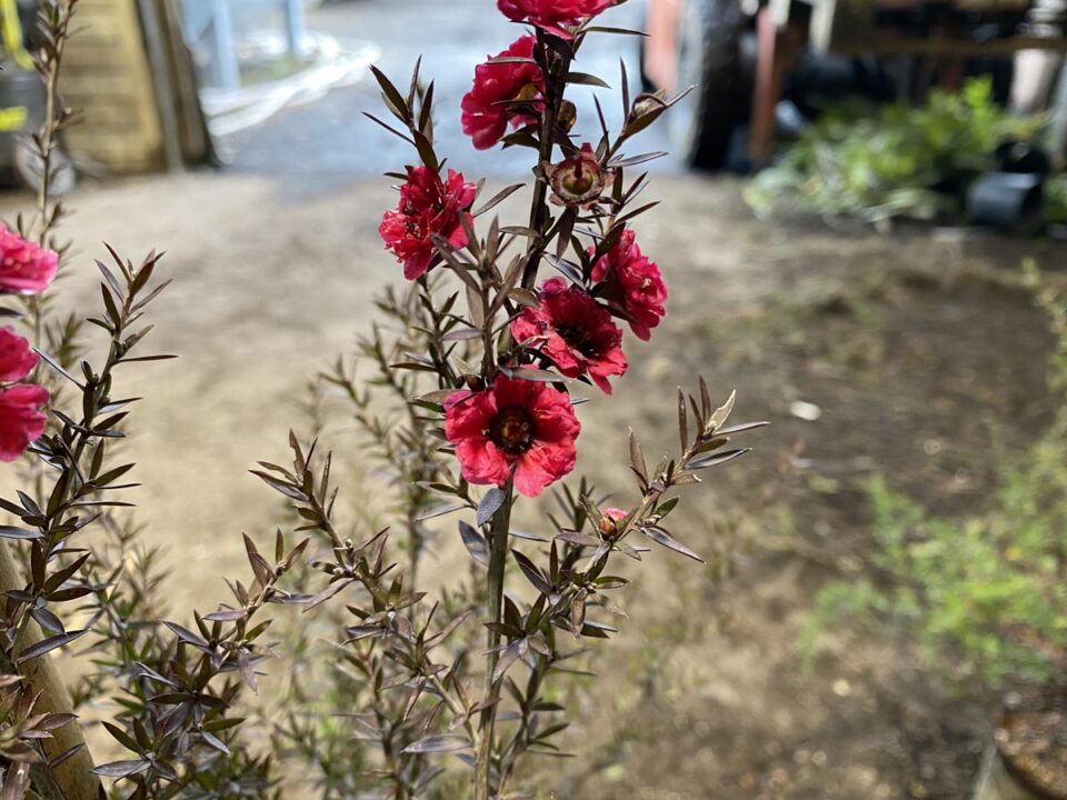 Leptospermum scoparium 'Crimson Glory' (Mānuka) flowers.