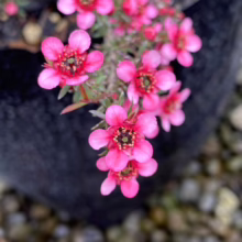 Leptospermum scoparium ‘Kiwi’ (Mānuka) close up of flowers.