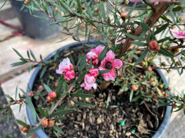 <i>Leptospermum scoparium</i> 'Martini' - Image 2