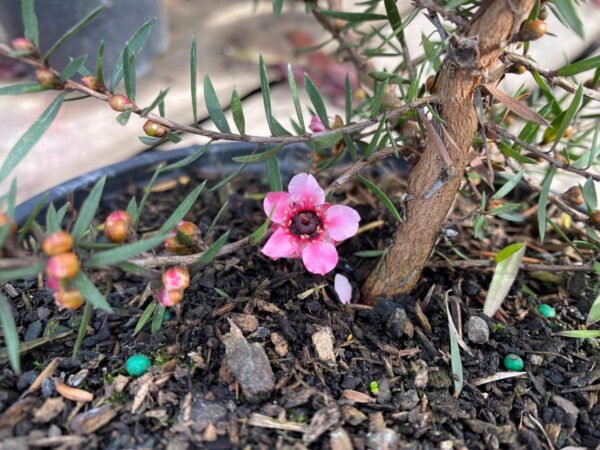 <i>Leptospermum scoparium</i> 'Martini' - Image 3