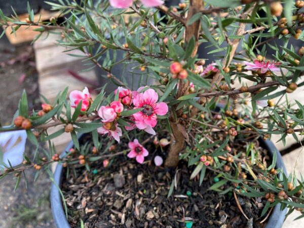 <i>Leptospermum scoparium</i> 'Martini' - Image 4