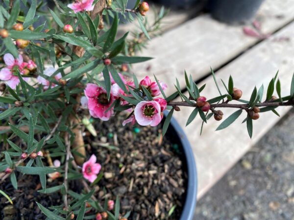 <i>Leptospermum scoparium</i> 'Martini' - Image 5