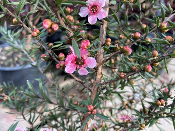 <i>Leptospermum scoparium</i> 'Martini'