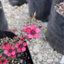 Leptospermum scoparium 'Wiri Donna' (Mānuka) flower.