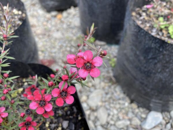 <i>Leptospermum scoparium</i> 'Wiri Donna' - Image 2