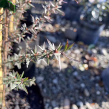 Leptospermum scoparium 'Wiri Donna' (Mānuka) foliage.