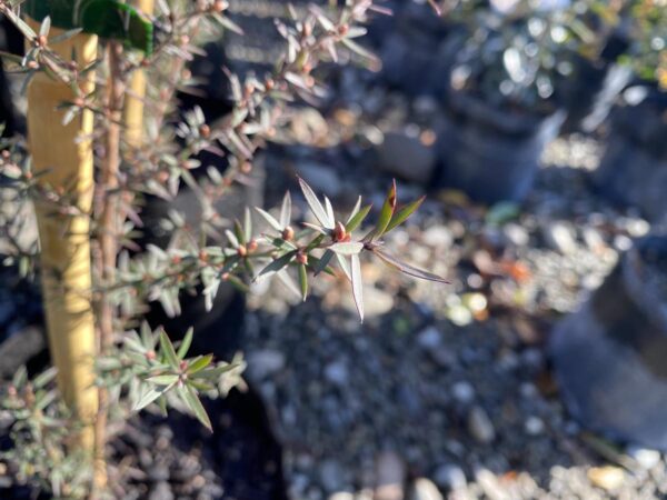 <i>Leptospermum scoparium</i> 'Wiri Donna' - Image 3